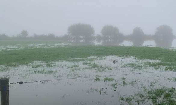 Flooded field